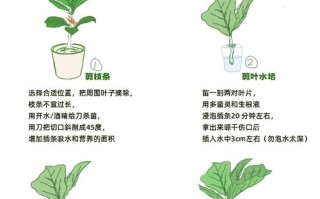 哪些树木扦插适合用水培法？