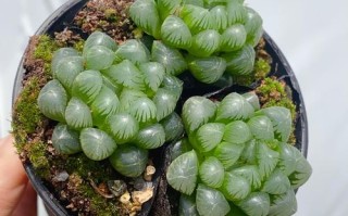 多肉玉露有哪些颜色？