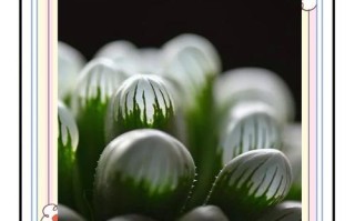 冰灯玉露生长状况如何？养护要点有哪些？