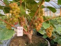 盆栽葡萄选什么品种好？