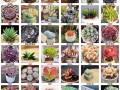 100种多肉花图片大全有哪些品种？