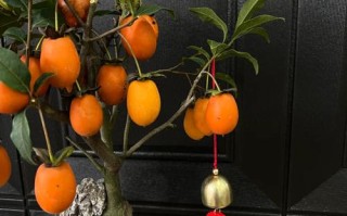 什么盆栽接果植物好养又结果多？