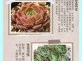 多肉开花名称有哪些？