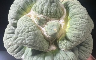 怒江多肉批发，品种全吗？价格如何？