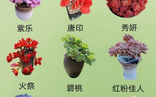 夏季最容易度夏的多肉