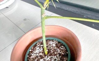 水培发财树转土培怎么活？