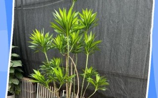 盆栽植物枯萎了该怎么救？