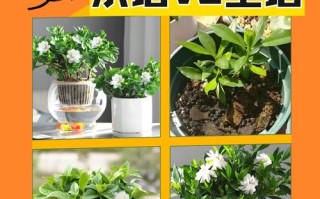 花土培好还是水培好？