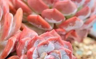 立秋后多肉还能晒太阳吗？