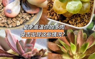 多肉枯黄了还能救回来吗？