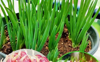 红头葱头种子可以水培吗