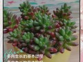 多肉小苗如何快速长大？