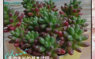 多肉小苗如何快速长大？