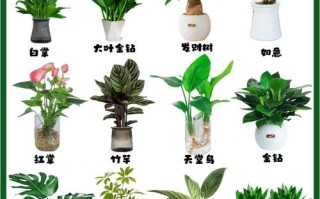 夏季小盆栽有哪些常见品种及图片？