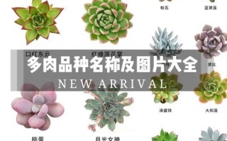 多肉品种千千万，如何快速识别与挑选？