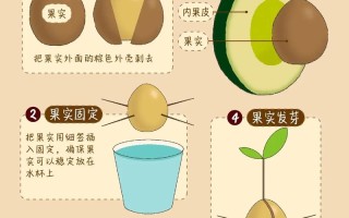 盆栽牛油果最佳种植月份是几月？