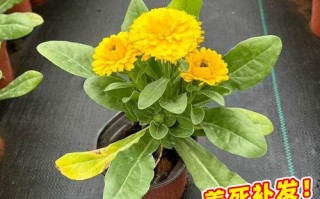 金盏盆栽后期管理关键技巧有哪些？