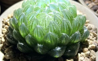 多肉叶片变透明是咋回事？