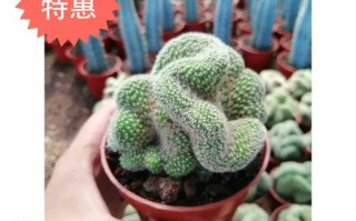 白檀缀化多肉如何嫁接？