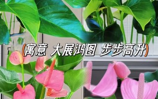 粉掌水培土培哪个更合适？