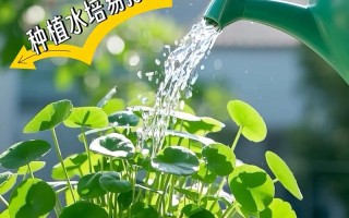 铜钱草水培必须带根吗？