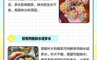 多肉浇水多叶子软怎么办？