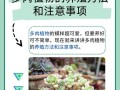 多肉怎么养才爆盆？注意啥能少死苗？