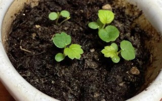 盆栽草莓籽怎么种才能发芽结果？