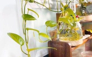 绿萝水培转土培，这步做对了吗？