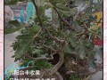 盆栽无花果管理要注意哪些要点？