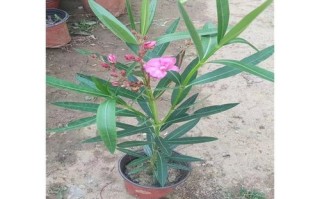 盆栽柳叶桃怎么养才好？