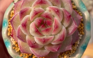 樱桃多肉怎么养殖方法