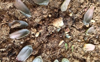 多肉怎么泡在水里发芽