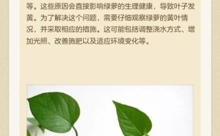 水培绿萝光黄叶？是水还是光的问题？