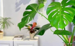 龟背竹砍头后水培能活吗？