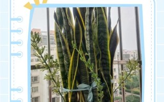 虎皮兰水培水位多少合适？