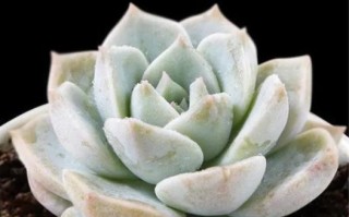 白牡丹多肉叶子干枯怎么办？