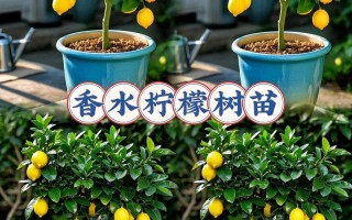 盆栽柠檬选多大盆合适？