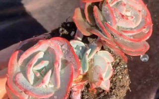 粉红台阁多肉怎么养才爆盆？