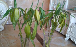 水培富贵竹没生根还发黄怎么办？