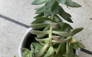 多肉植物叶子不打开怎么办？