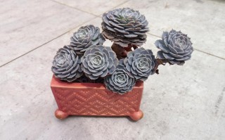 天赐多肉叶子发黄咋办？