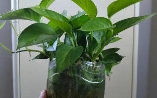 冬天绿萝能直接转水培吗？