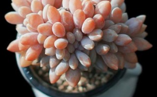 滨海多肉和醉美人的区别在哪？