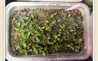 玉露没根能水培吗？