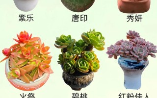 多肉怎么养？图片欣赏有何技巧？