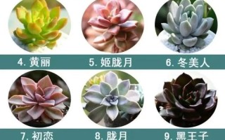 多肉图片与名称如何准确对应？