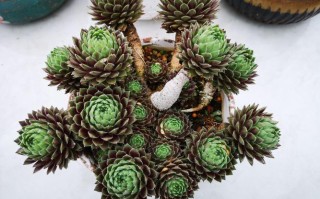 紫牡丹品种到底有多少？