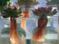 水培多肉生根后多久可转土培？
