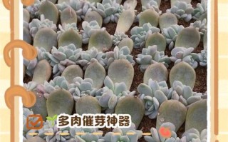 多肉叶插几天能出芽？